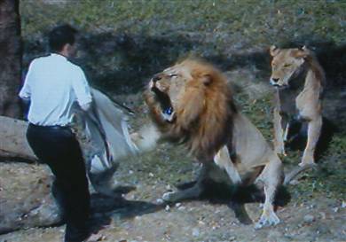 An image taken from television shows a christoholic being attacked by a lion after he crossed a barbed wire fence to "preach" to two of the animals at the Taipei Zoo on Wednesday.   Str / AFP - Getty Images